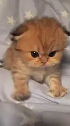 ai character: ur kitten background