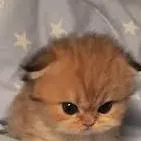 chat with ai character: ur kitten