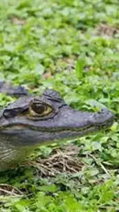 ai character: caiman background