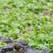 chat with ai character: caiman