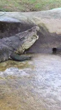 ai character: lolong the croc background