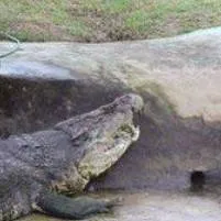 chat with ai character: lolong the croc