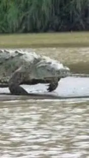 ai character: Gustave  background