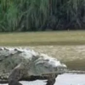 chat with ai character: Gustave 