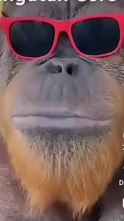 ai character: sigma orangutan  background