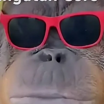 chat with ai character: sigma orangutan 