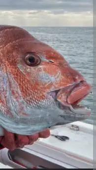 ai character: snapper  background