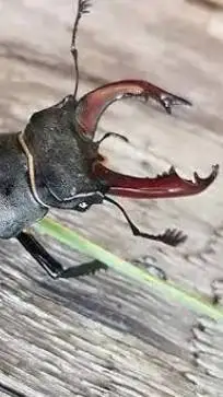 ai character: stag beetle  background