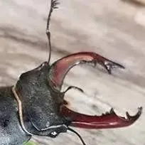 chat with ai character: stag beetle 