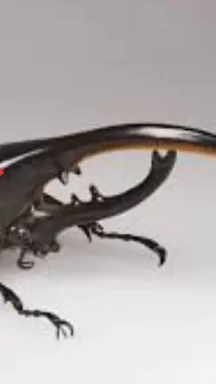 ai character: Hercules beetle background