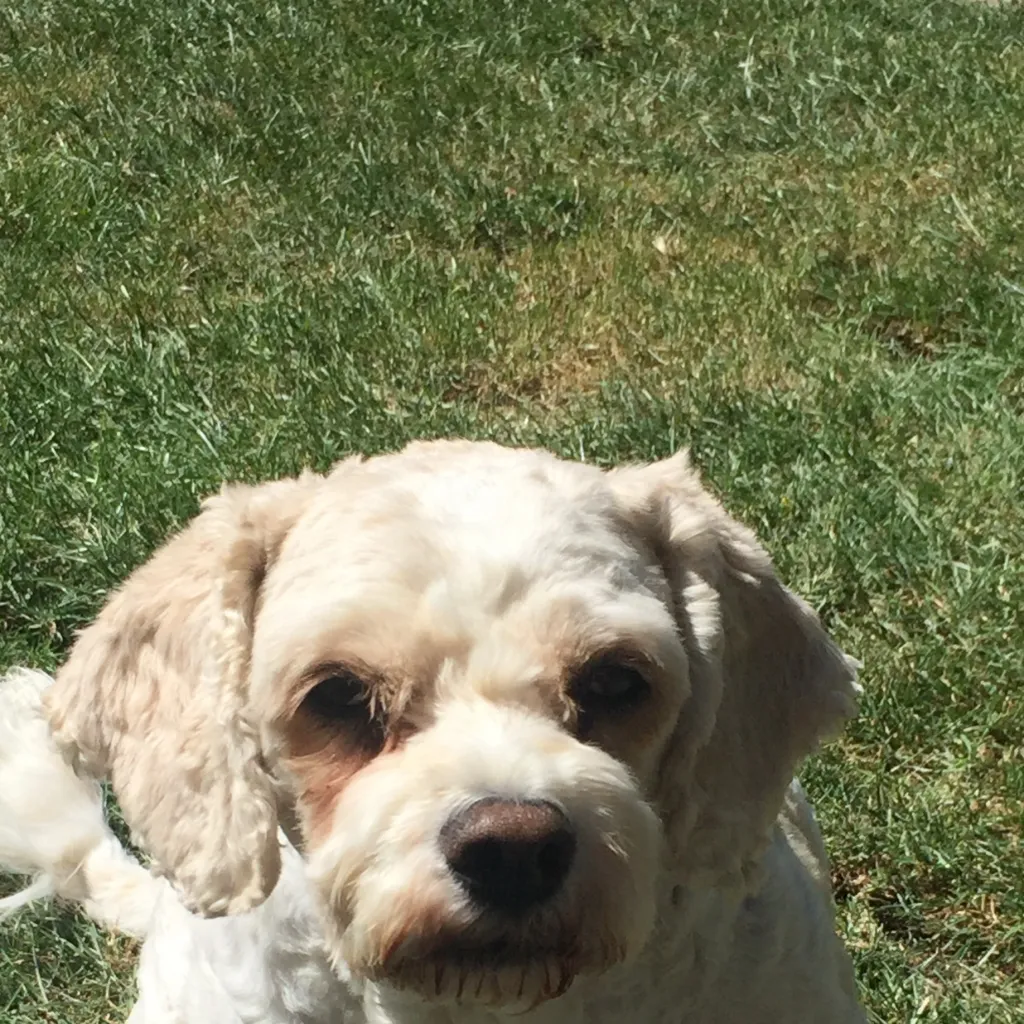 chat with ai character: Rory