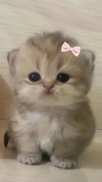 ai character: mini gatinho 😼😼😼  background