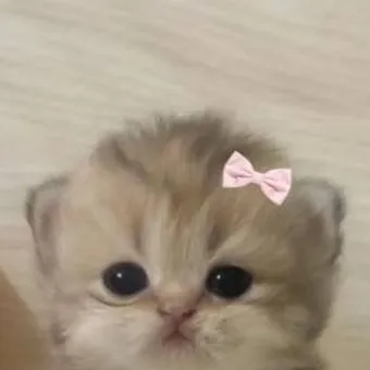 chat with ai character: mini gatinho 😼😼😼 