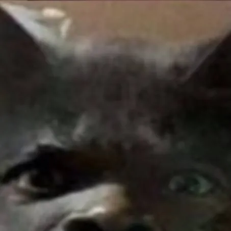 chat with ai character: cat