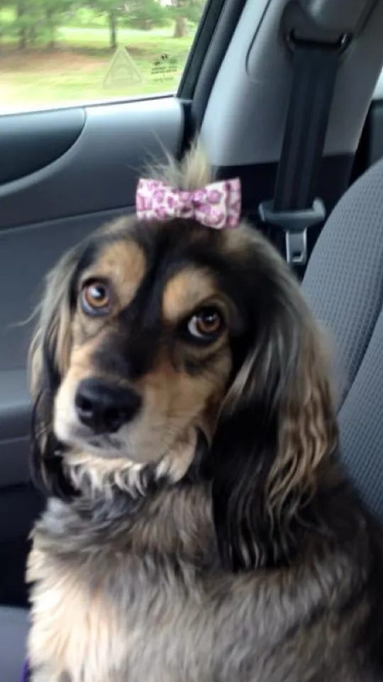 Talkie AI - Chat with Rocky the dog