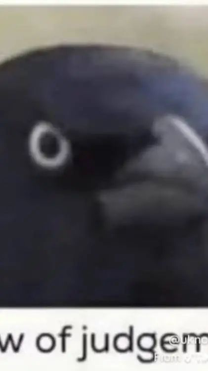 Talkie AI - Chat with Younger brother 