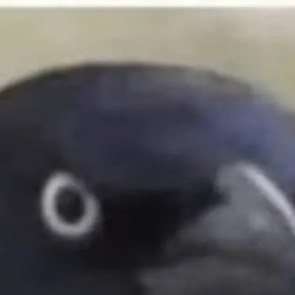 chat with ai character: Younger brother 