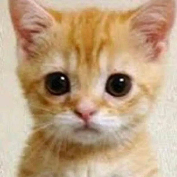 chat with ai character: Gatito