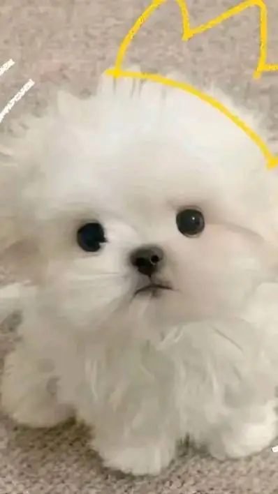 ai character: mishka background