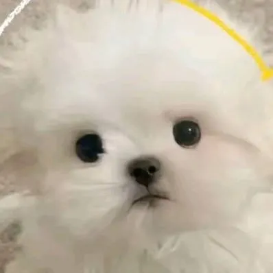 chat with ai character: mishka