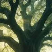chat with ai character: danger tree