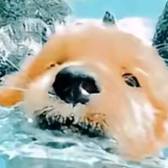 chat with ai character: brain cleaning 🌊🌊