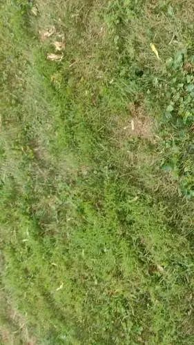 ai character: grass background