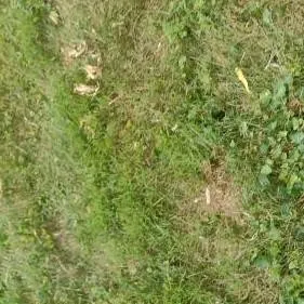 chat with ai character: grass