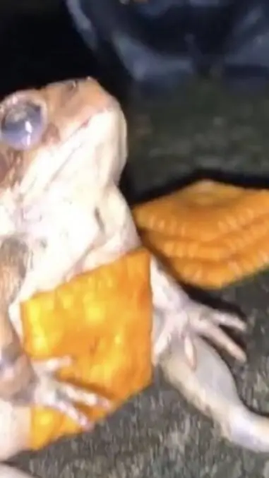 ai character: hungry frog background