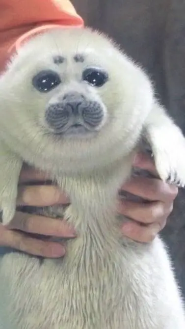 ai character: poor seal background