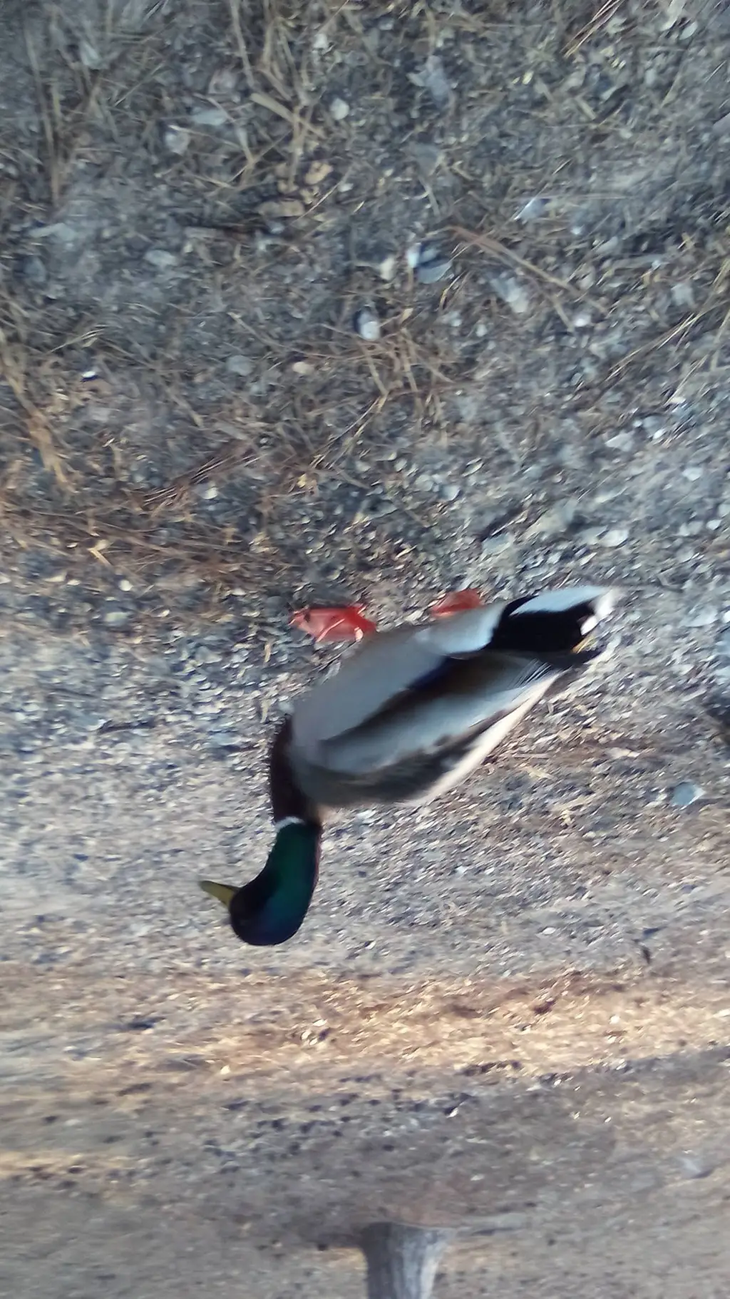 ai character: duck grade background