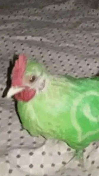 ai character: WhatsApp Chicken  background