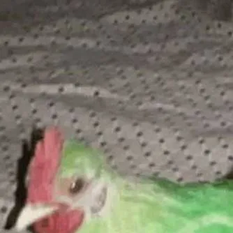 chat with ai character: WhatsApp Chicken 