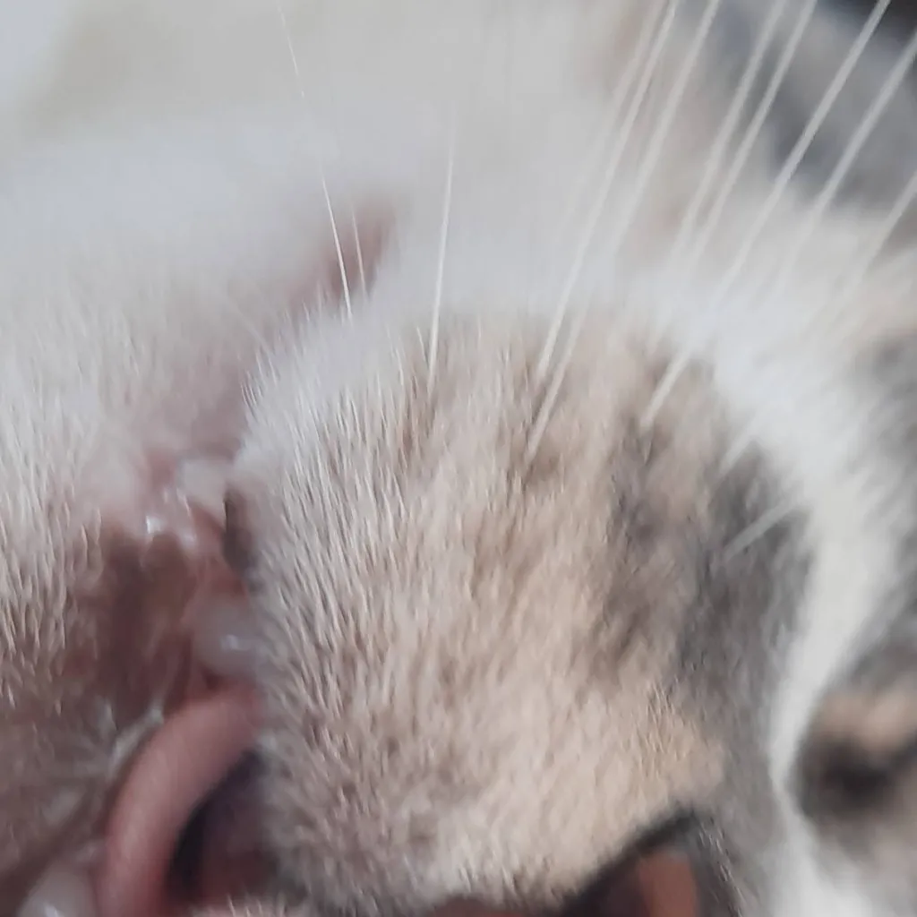 chat with ai character: michi juan