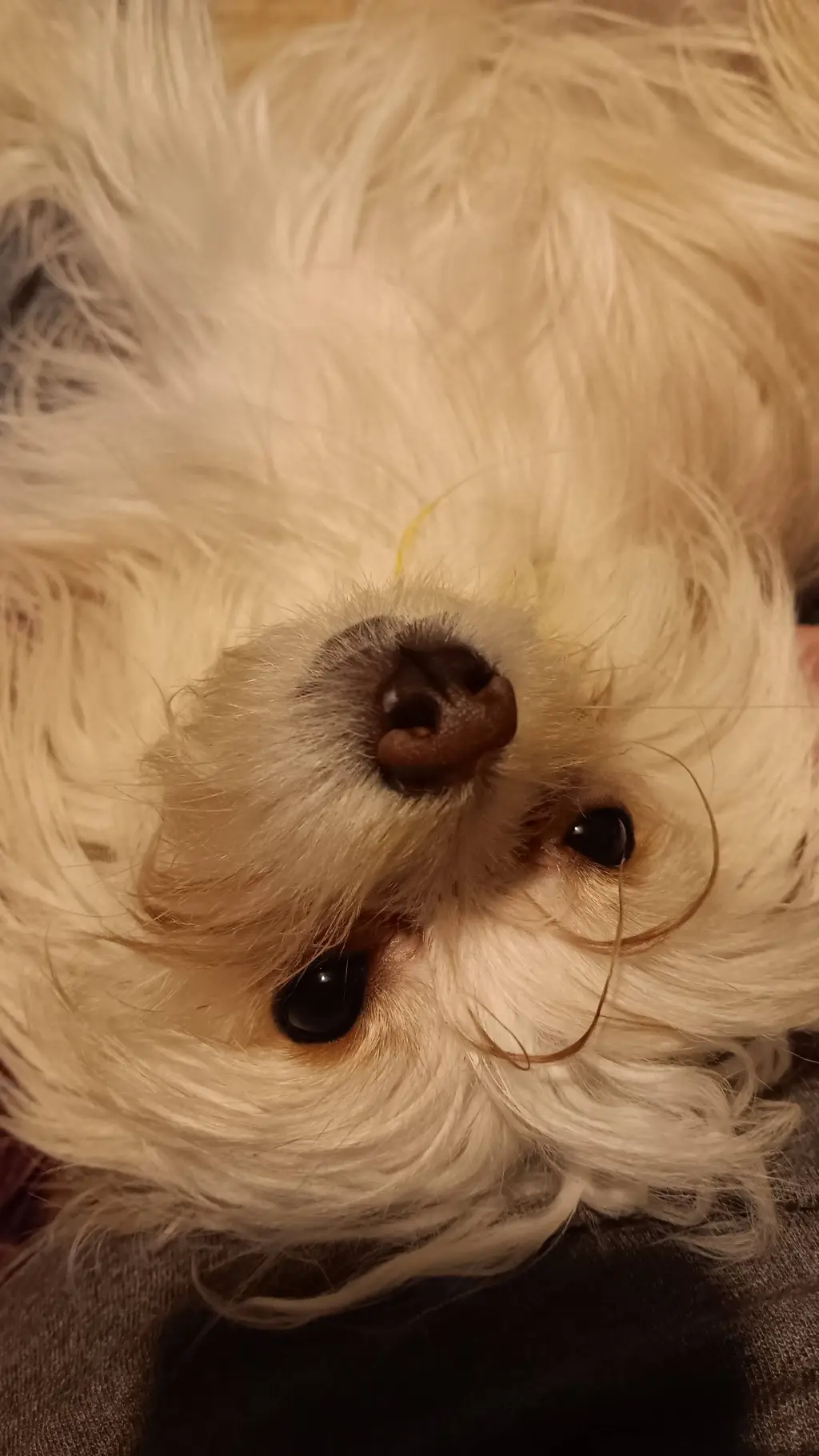 ai character: creepypasta background