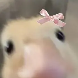 chat with ai character: cute pet duck 🦆😍