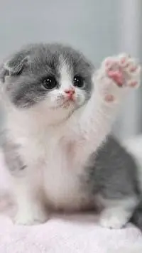 ai character: es tu gatito background