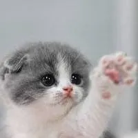 chat with ai character: es tu gatito