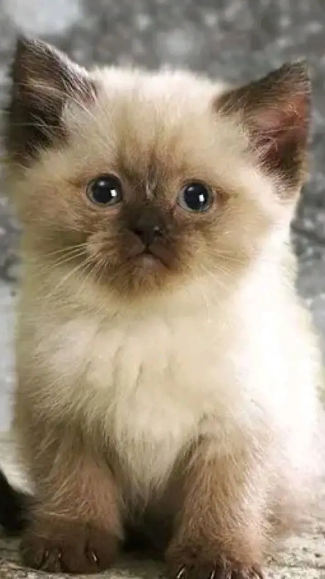 ai character: ama a gatos  background