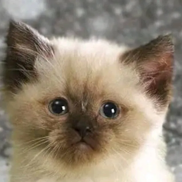 chat with ai character: ama a gatos 