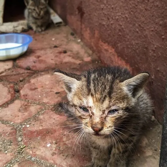 chat with ai character: gatito en la calle