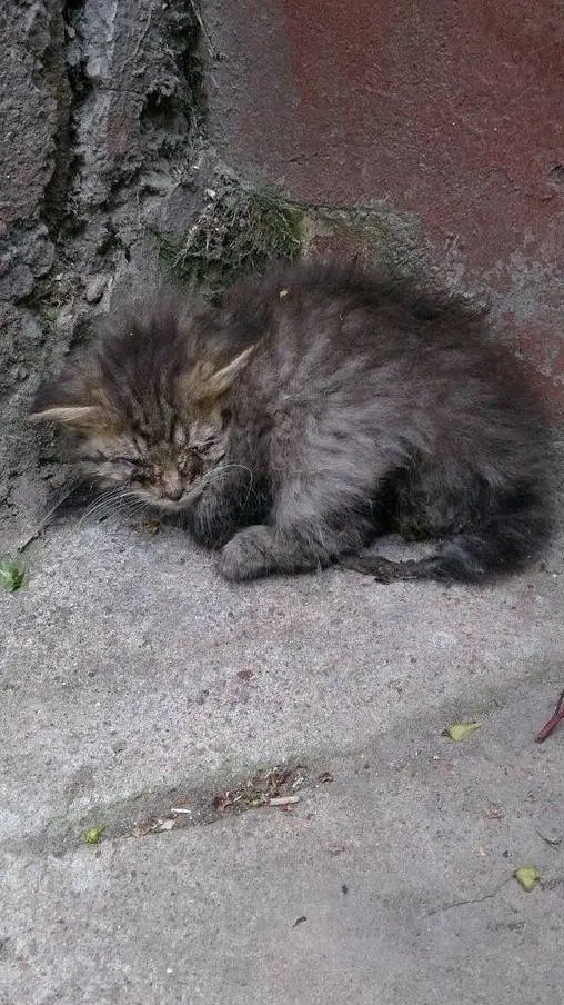 ai character: gato abandonado background
