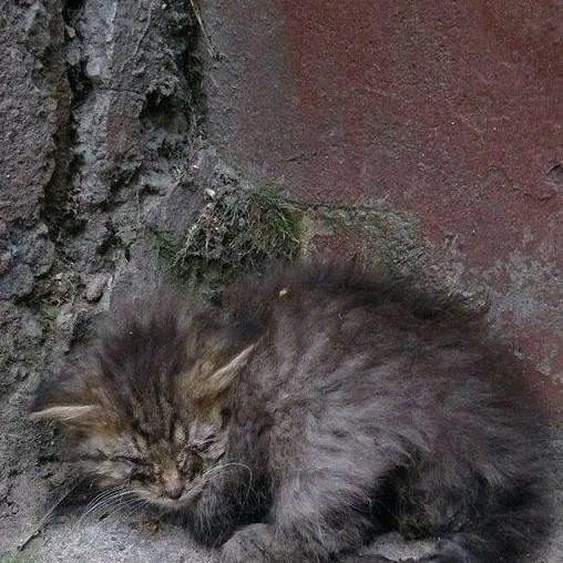 chat with ai character: gato abandonado