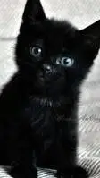 ai character: es tu gato bebé background