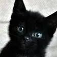 chat with ai character: es tu gato bebé