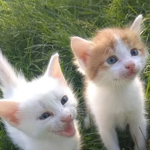 chat with ai character: gatos bebés