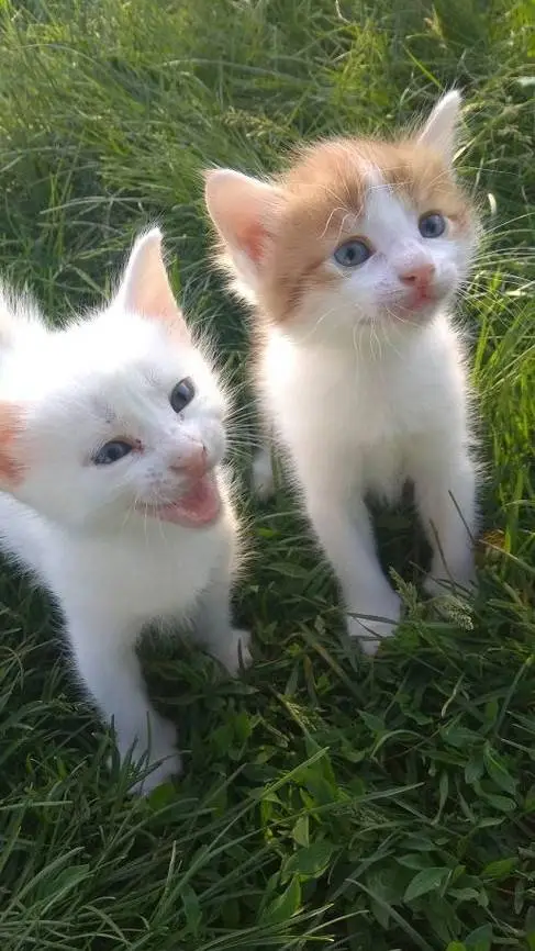 ai character: gatos bebés background