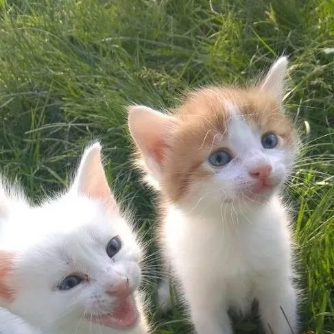 chat with ai character: gatos bebés