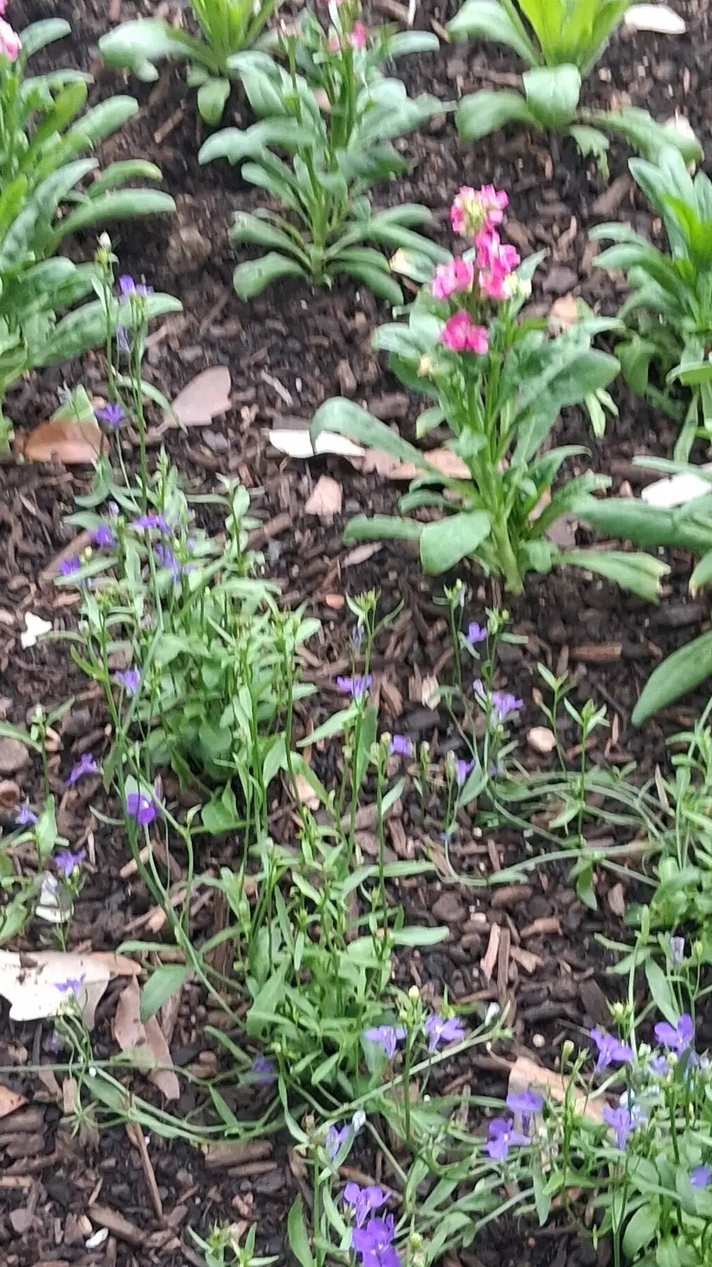 ai character: Taunt and Hotdog background