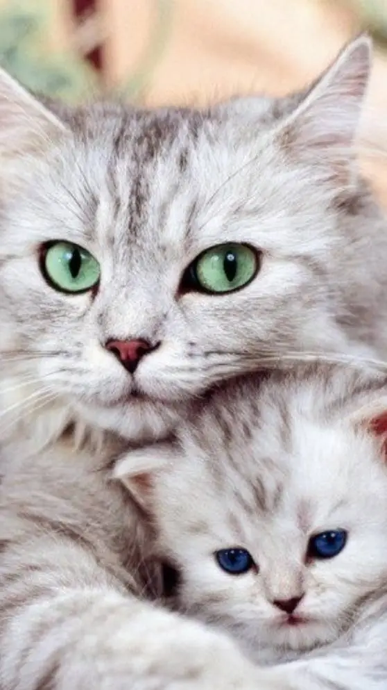 ai character: mom cat  background